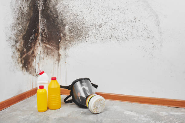Best Black Mold Removal  in North Wildwood, NJ