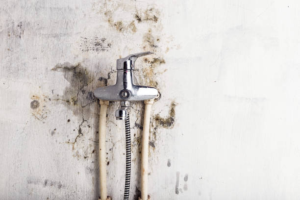 Best Local Mold Removal Service  in North Wildwood, NJ