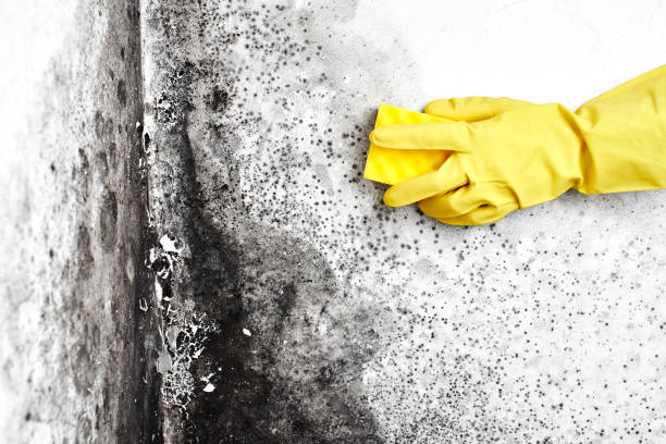 Best Mold Removal and Inspection  in North Wildwood, NJ