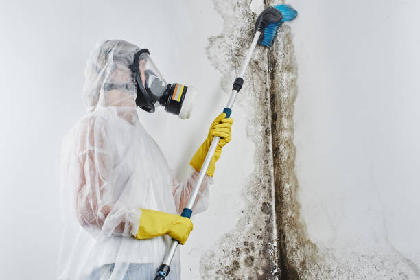 Best Certified Mold Removal  in North Wildwood, NJ