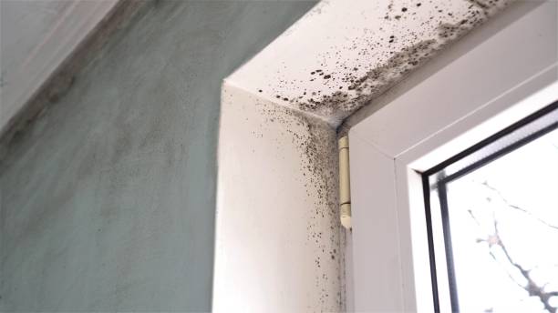 Best Affordable Mold Removal  in North Wildwood, NJ