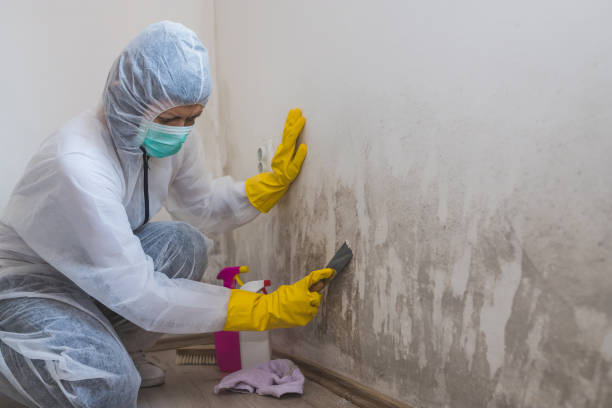 Mold Removal and Inspection in North Wildwood, NJ