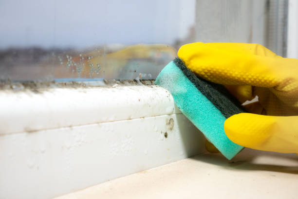 Best Mold Removal Company Near Me  in North Wildwood, NJ