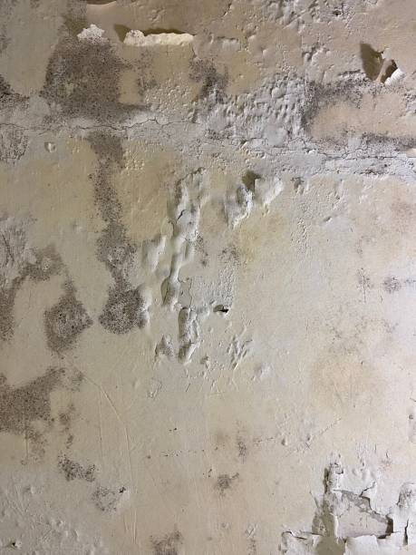  North Wildwood, NJ Mold Removal Pros