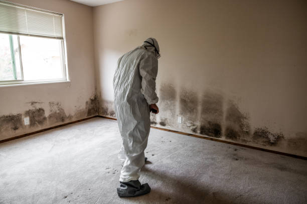 Best Affordable Mold Removal  in North Wildwood, NJ