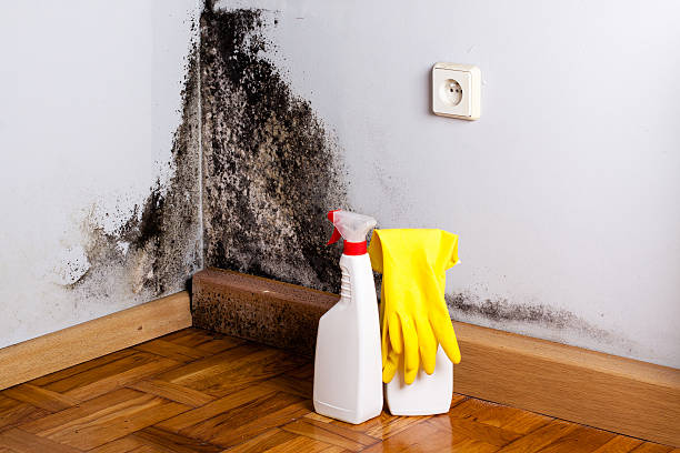 Best Home Mold Removal  in North Wildwood, NJ