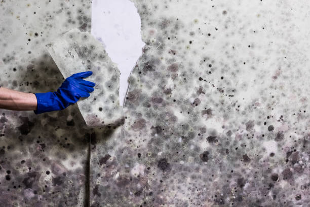Best Crawl Space Mold Removal  in North Wildwood, NJ
