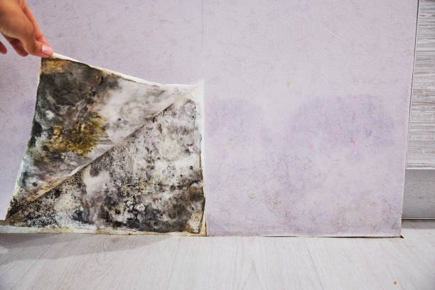 Best Attic Mold Removal  in North Wildwood, NJ